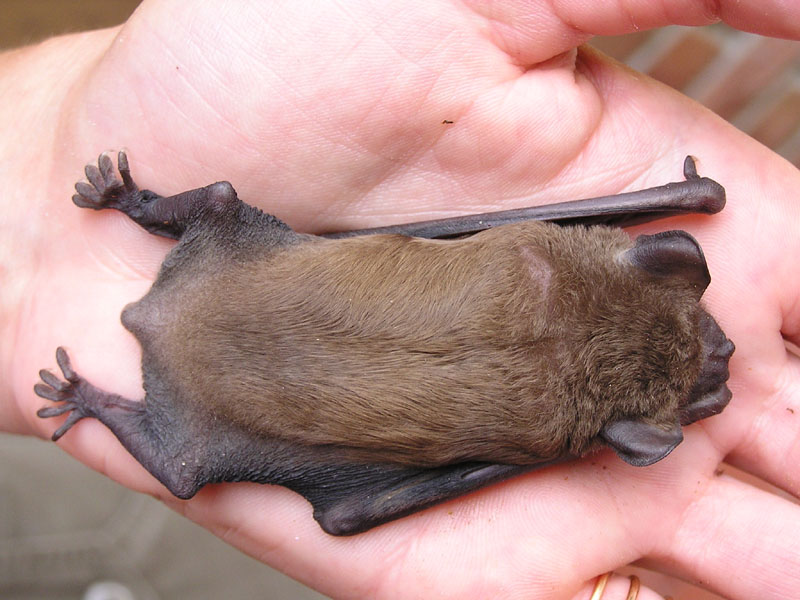 Nyctalus sp. e Pipistrellus sp.